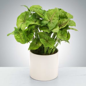 Arrowhead Plant by LUV IT