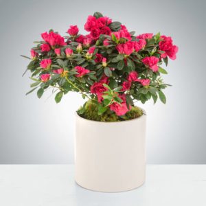 Azalea Plant by LUV IT