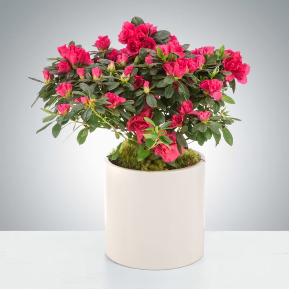 Azalea Plant by LUV IT