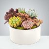 Chic Succulent Garden by LUVIT™
