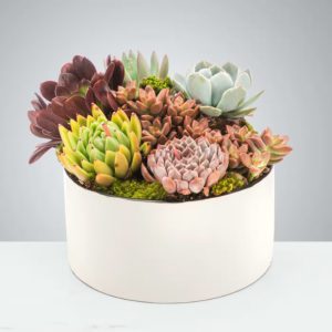 Chic Succulent Garden by LUVIT™