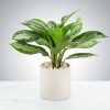 Chinese Evergreen Plant by BloomNation™