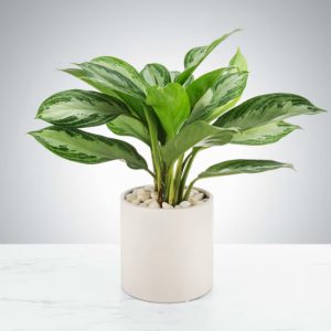 Chinese Evergreen Plant by BloomNation™