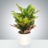 Croton Plant by Luv It