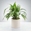 Dracaena Plant by Luv It