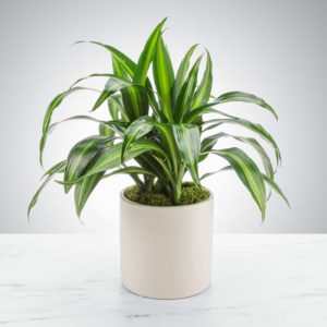 Dracaena Plant by Luv It