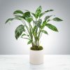 Dumb Cane Plant by Luv It