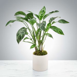 Dumb Cane Plant by Luv It