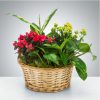 Mixed Plant Basket by Luv It