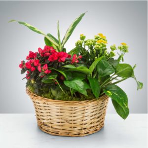 Mixed Plant Basket by Luv It