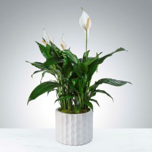 Modern Spathiphyllum Plant by Luv It