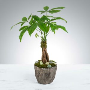 Money Tree by Luv It