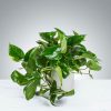 Pothos Plant by Luv It