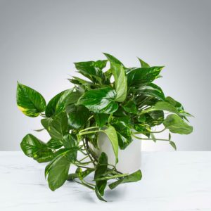 Pothos Plant by Luv It