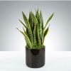 Snake Plant by Luv It
