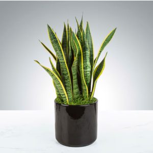 Snake Plant by Luv It