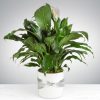 Spathiphyllum Plant by Luv It
