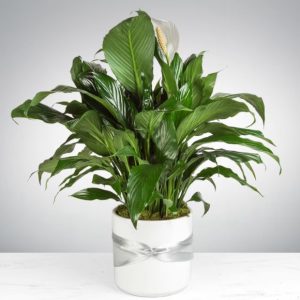Spathiphyllum Plant by Luv It