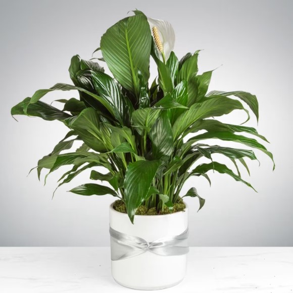 Spathiphyllum Plant by Luv It