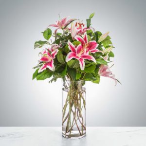 Splendent Stargazers by Luv It