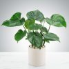 Split Leaf Philodendron by Luv It