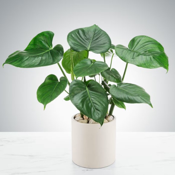 Split Leaf Philodendron by Luv It