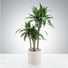 Tall Dracaena Plant by Luv It