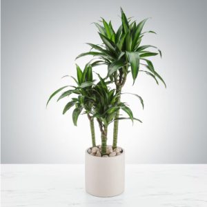 Tall Dracaena Plant by Luv It