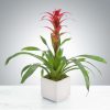 Tropical Bromeliad Plant by Luv It