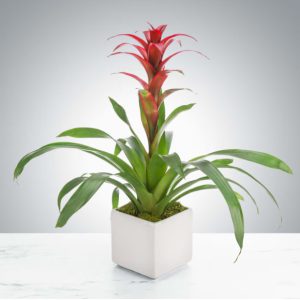 Tropical Bromeliad Plant by Luv It