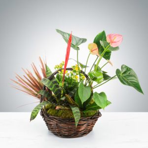 Tropical Plant Basket by Luv It